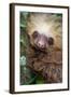 Two-Toed Sloth (Choloepus didactylus), Tortuguero, Costa Rica-null-Framed Photographic Print