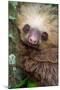 Two-Toed Sloth (Choloepus didactylus), Tortuguero, Costa Rica-null-Mounted Photographic Print