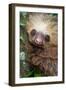 Two-Toed Sloth (Choloepus didactylus), Tortuguero, Costa Rica-null-Framed Premium Photographic Print