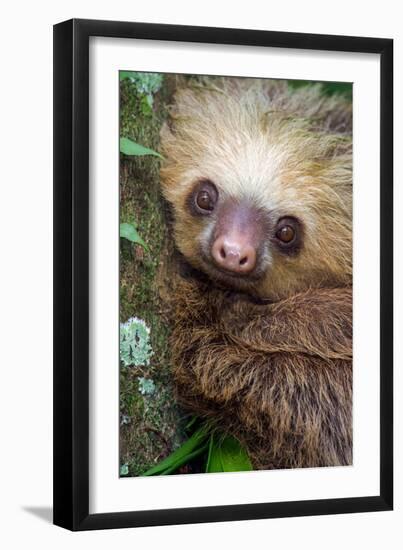 Two-Toed Sloth (Choloepus didactylus), Tortuguero, Costa Rica-null-Framed Premium Photographic Print