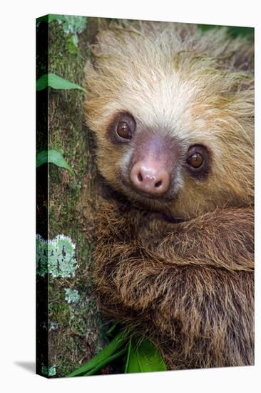 Two-Toed Sloth (Choloepus didactylus), Tortuguero, Costa Rica-null-Stretched Canvas