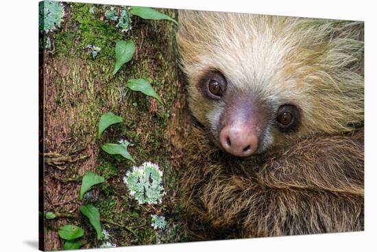 Two-Toed Sloth (Choloepus didactylus), Tortuguero, Costa Rica-null-Stretched Canvas