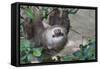 Two Toed Sloth Hanging in Tree-Hofmeester-Framed Stretched Canvas