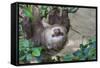 Two Toed Sloth Hanging in Tree-Hofmeester-Framed Stretched Canvas