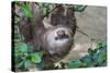 Two Toed Sloth Hanging in Tree-Hofmeester-Stretched Canvas