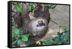 Two Toed Sloth Hanging in Tree-Hofmeester-Framed Stretched Canvas