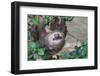 Two Toed Sloth Hanging in Tree-Hofmeester-Framed Photographic Print