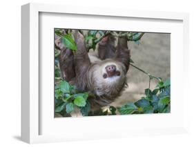 Two Toed Sloth Hanging in Tree-Hofmeester-Framed Photographic Print