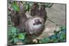 Two Toed Sloth Hanging in Tree-Hofmeester-Mounted Photographic Print