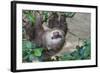 Two Toed Sloth Hanging in Tree-Hofmeester-Framed Photographic Print