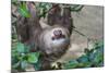 Two Toed Sloth Hanging in Tree-Hofmeester-Mounted Photographic Print