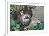 Two Toed Sloth Hanging in Tree-Hofmeester-Framed Photographic Print