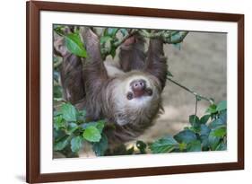 Two Toed Sloth Hanging in Tree-Hofmeester-Framed Photographic Print