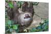 Two Toed Sloth Hanging in Tree-Hofmeester-Mounted Photographic Print