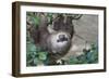 Two Toed Sloth Hanging in Tree-Hofmeester-Framed Photographic Print