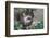 Two Toed Sloth Hanging in Tree-Hofmeester-Framed Photographic Print