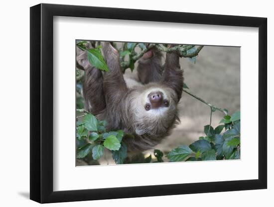 Two Toed Sloth Hanging in Tree-Hofmeester-Framed Photographic Print