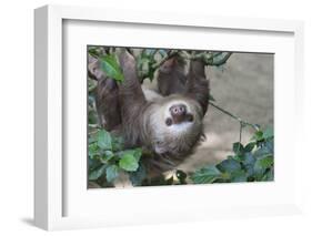 Two Toed Sloth Hanging in Tree-Hofmeester-Framed Photographic Print
