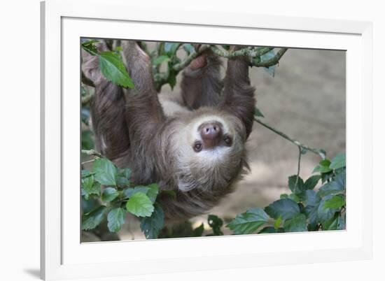 Two Toed Sloth Hanging in Tree-Hofmeester-Framed Photographic Print