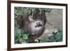 Two Toed Sloth Hanging in Tree-Hofmeester-Framed Photographic Print