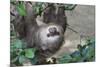 Two Toed Sloth Hanging in Tree-Hofmeester-Mounted Photographic Print