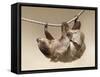 Two-Toed Sloth in Zoo-egal-Framed Stretched Canvas