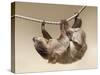 Two-Toed Sloth in Zoo-egal-Stretched Canvas