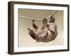 Two-Toed Sloth in Zoo-egal-Framed Photographic Print