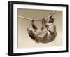 Two-Toed Sloth in Zoo-egal-Framed Photographic Print