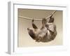 Two-Toed Sloth in Zoo-egal-Framed Photographic Print