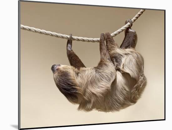 Two-Toed Sloth in Zoo-egal-Mounted Photographic Print