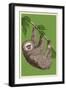 Two Toed Sloth - Letterpress-Lantern Press-Framed Art Print
