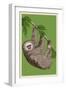 Two Toed Sloth - Letterpress-Lantern Press-Framed Art Print