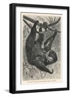 Two-Toed Sloth-null-Framed Premium Photographic Print