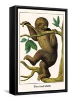 Two Toed Sloth-Albertus Seba-Framed Stretched Canvas