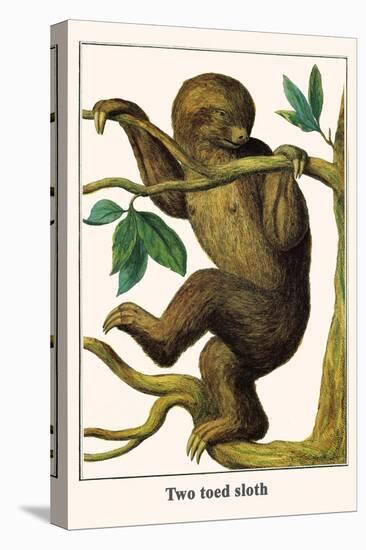 Two Toed Sloth-Albertus Seba-Stretched Canvas