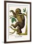 Two Toed Sloth-Albertus Seba-Framed Art Print