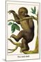 Two Toed Sloth-Albertus Seba-Mounted Art Print