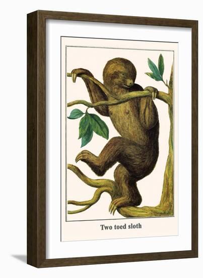 Two Toed Sloth-Albertus Seba-Framed Art Print