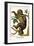Two Toed Sloth-Albertus Seba-Framed Art Print