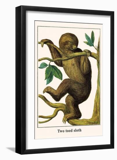 Two Toed Sloth-Albertus Seba-Framed Art Print