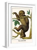 Two Toed Sloth-Albertus Seba-Framed Art Print