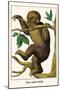 Two Toed Sloth-Albertus Seba-Mounted Art Print