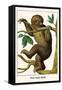 Two Toed Sloth-Albertus Seba-Framed Stretched Canvas