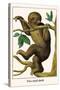 Two Toed Sloth-Albertus Seba-Stretched Canvas