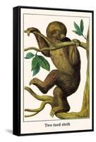 Two Toed Sloth-Albertus Seba-Framed Stretched Canvas