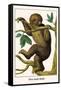 Two Toed Sloth-Albertus Seba-Framed Stretched Canvas