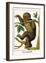 Two Toed Sloth-Albertus Seba-Framed Art Print