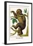 Two Toed Sloth-Albertus Seba-Framed Art Print