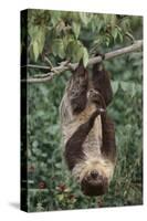 Two-Toed Tree Sloth Hanging from Tree-DLILLC-Stretched Canvas